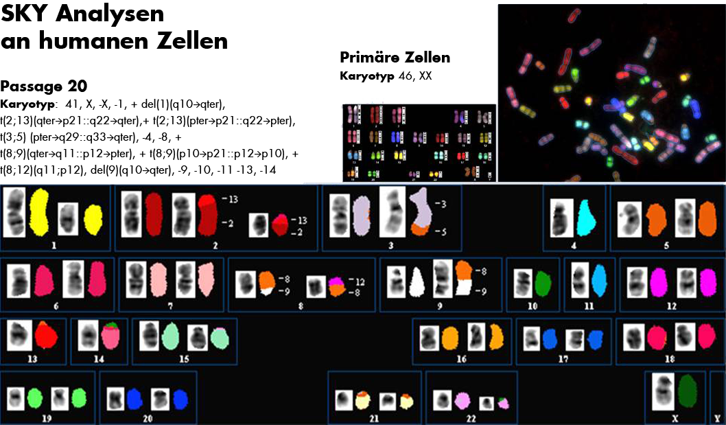 zur Vergrößerungsansicht des Bildes: Abbildung von SKY Analysen an humanen Zellen